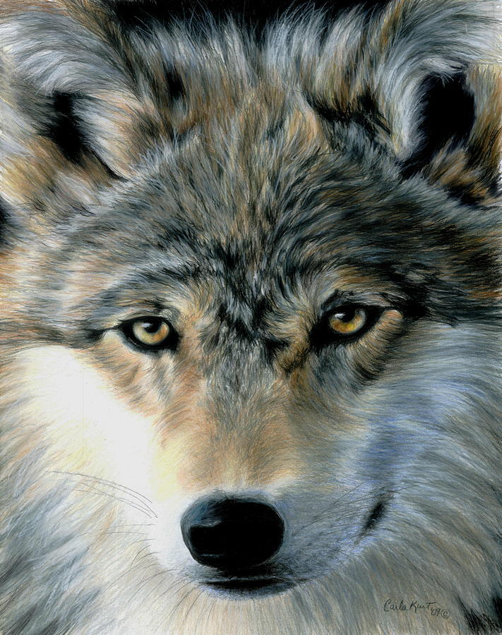 Wolves Painting - Young Wolf by Carla Kurt