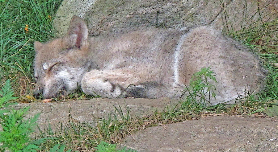 Young Wolf Cub Sleeping Photograph by Ian  MacDonald