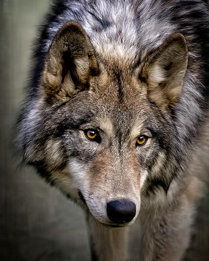 Young Wolf Photograph