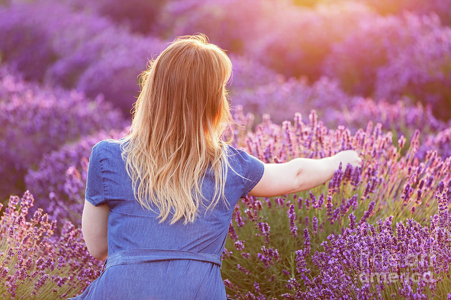 Young woman picking lavender flowers at sunset. Photograph by Michal Bednarek