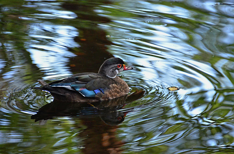 Young Wood duck Photograph by Ronda Ryan
