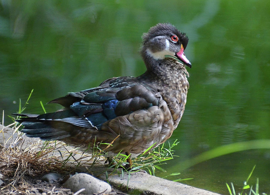 Young Wood duck2 Photograph by Ronda Ryan