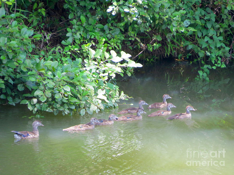 Young Wood Ducks Photograph