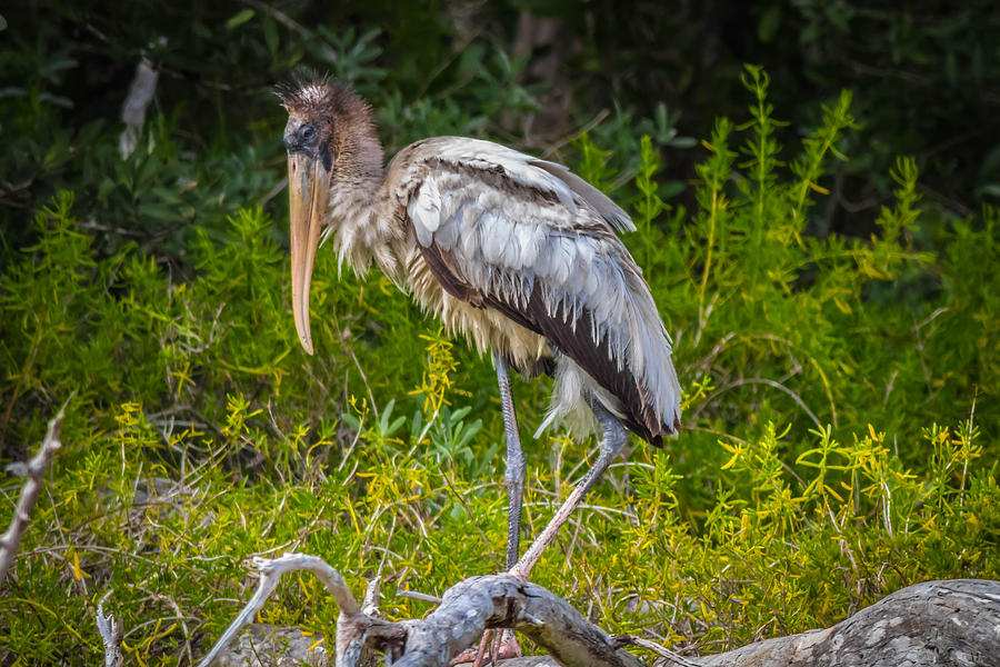 Young Wood Stork Photograph by George Kenhan