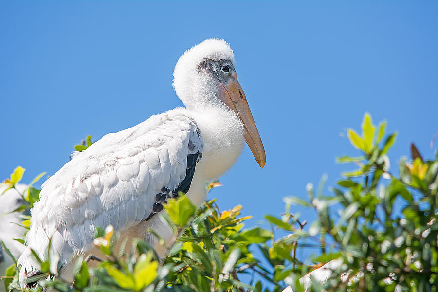 Young Wood Stork Photograph by Kenneth Albin