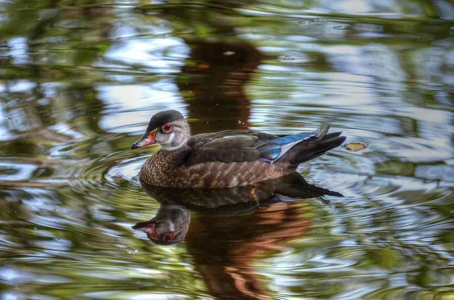 Young Woodduck Photograph by Ronda Ryan