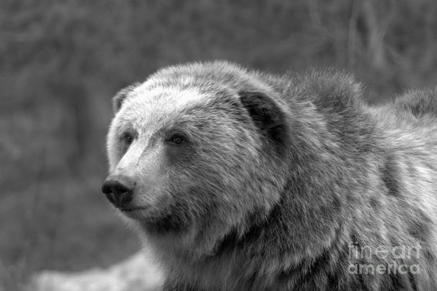 YOung Yellowstone Grizzly Black And White Photograph by Adam Jewell