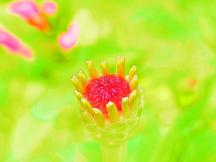 Young Zinnia Opening in Watercolor Photograph by Belinda Lee