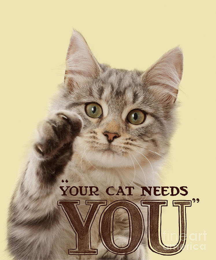 Your Cat Needs You Photograph by Warren Photographic