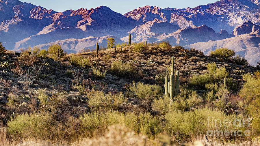 Your Catalina Mountains Photograph by David Levin