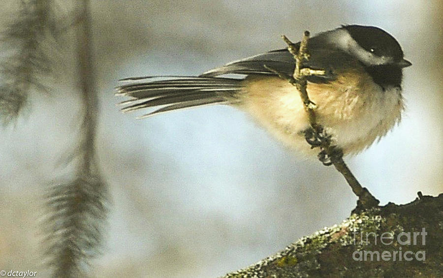 Your Chickadee Photograph by David Taylor