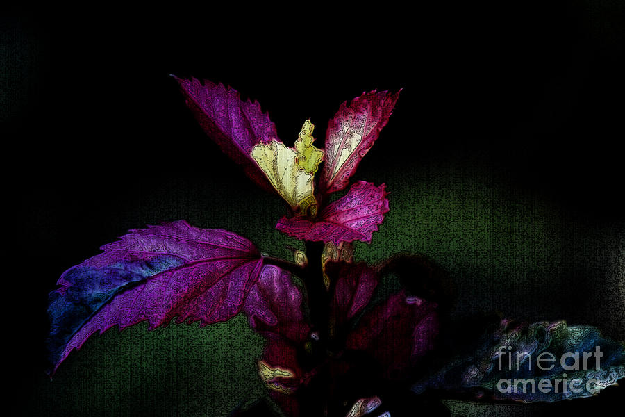 Flowers Still Life Photograph - Your Coat of Many Colors by Linda Shafer