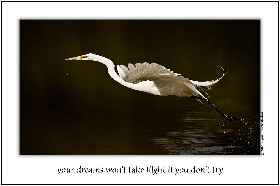 Your Dreams Wont Take Flight If You Dont Try Photograph