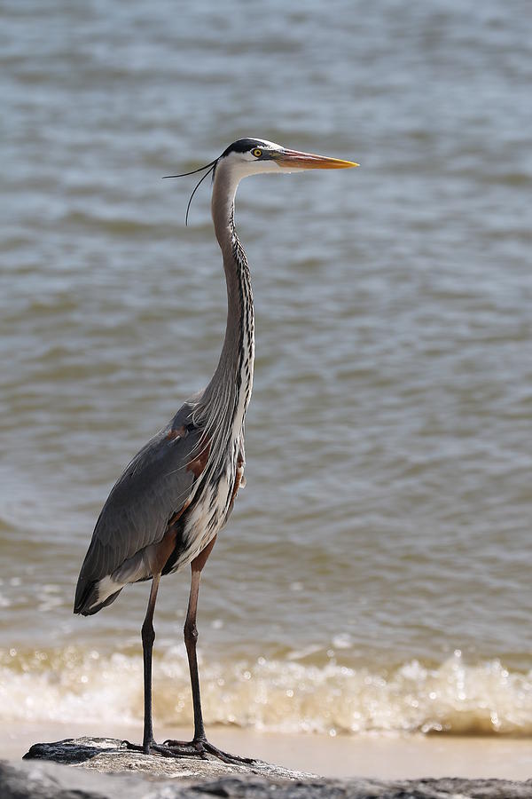 Your Highness Photograph by David Mayeau - Fine Art America