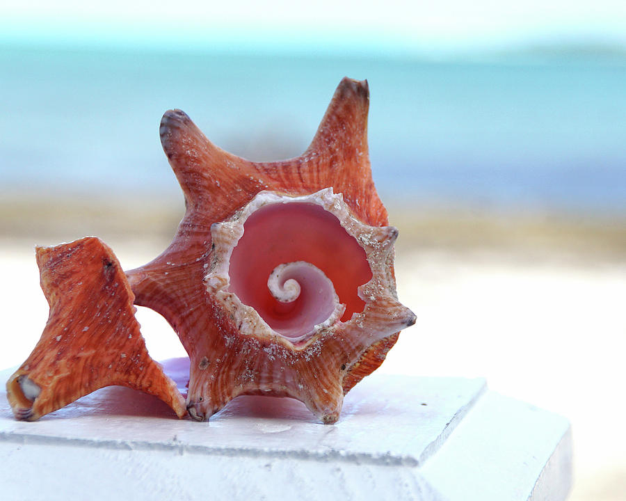 Shell Photograph - Your Inner Conch by Brandy Herren