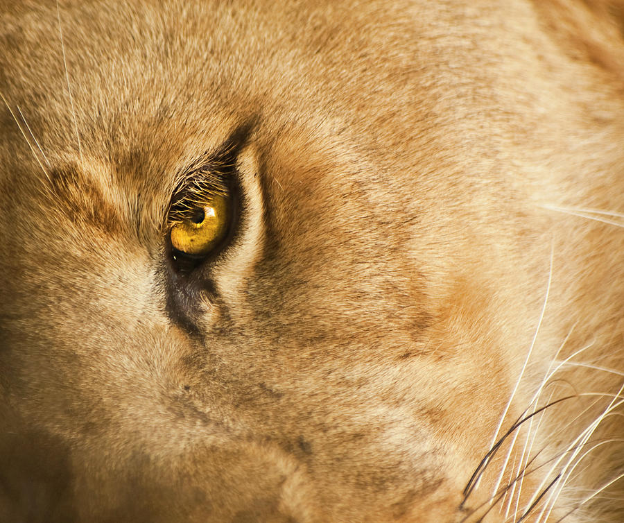 Lion Photograph - Your Lion Eye by Carolyn Marshall