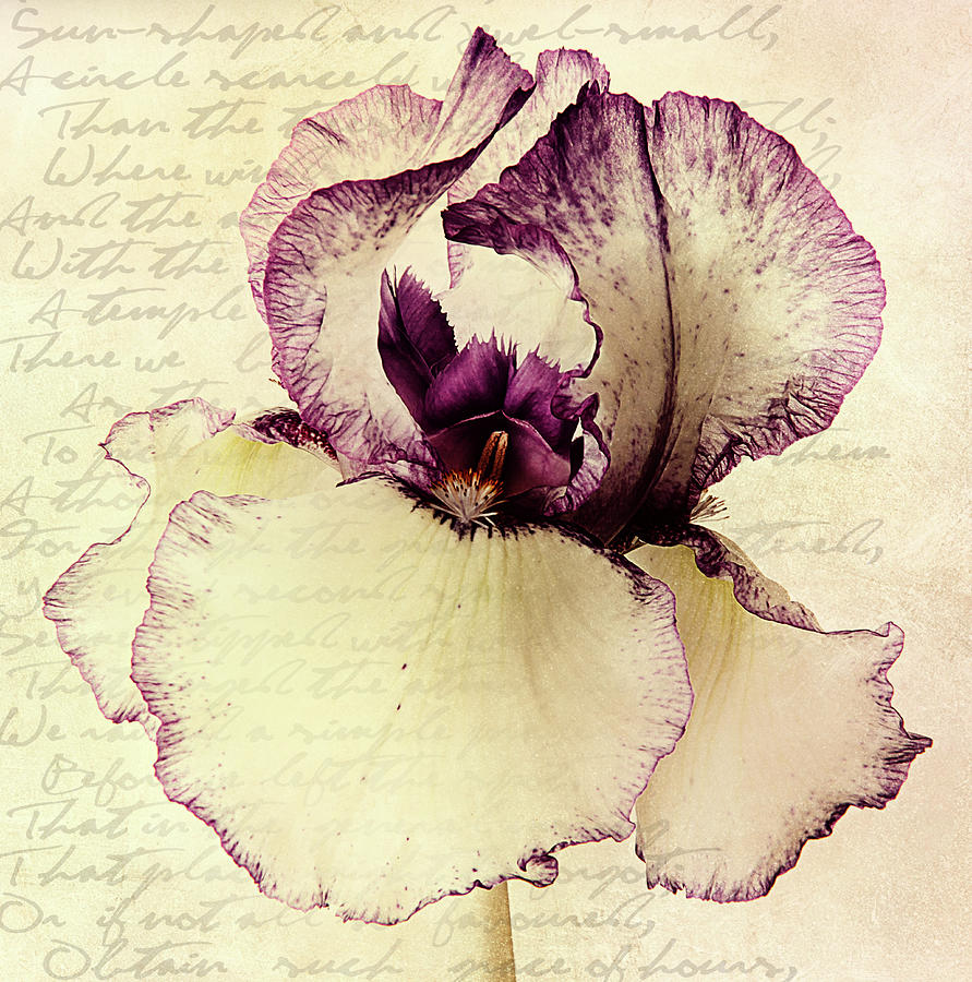 Iris Mixed Media - Your Love Remains Forever In My Heart by Georgiana Romanovna
