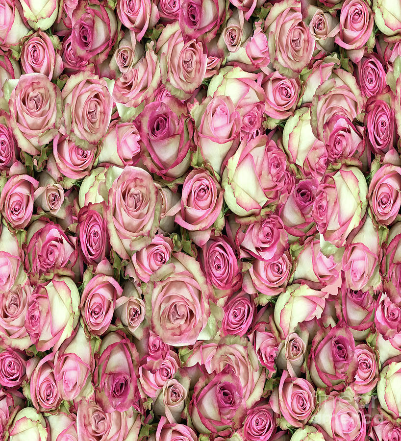 Holiday Photograph - Your Pink Roses by Rockin Docks Deluxephotos