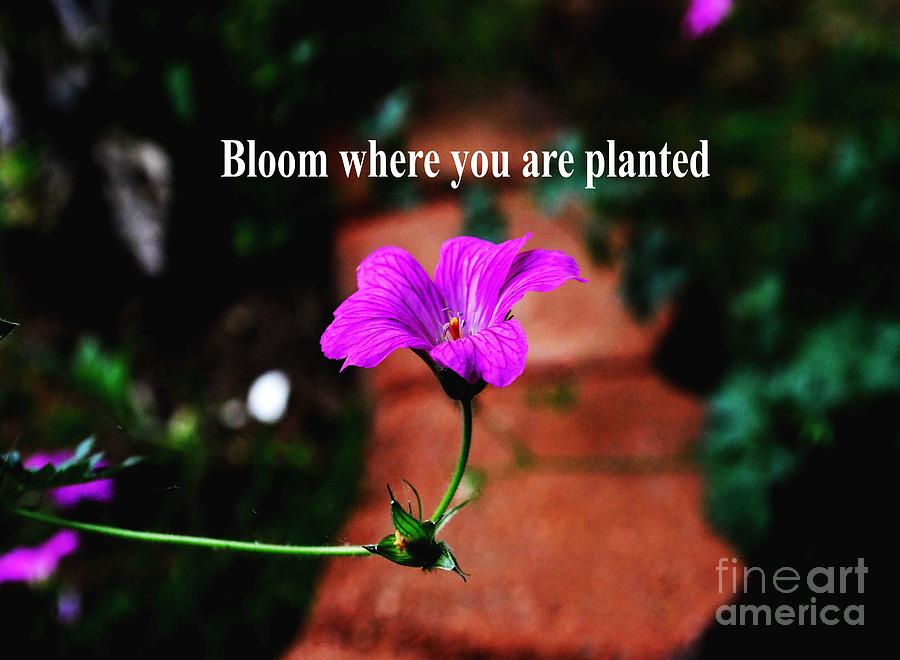 Your Station in LIfe Photograph by Gary Wonning Fine Art America