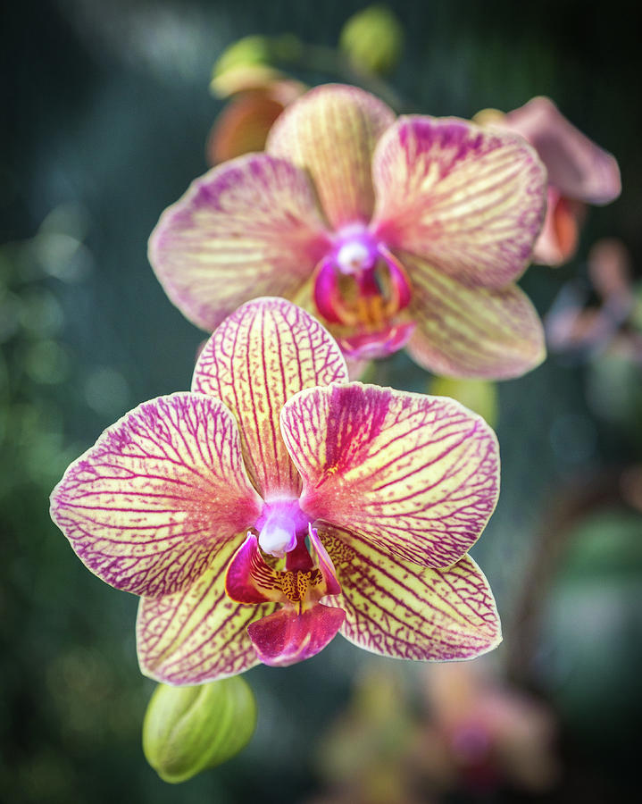 Orchid Photograph - Youre So Vain by Bill Pevlor