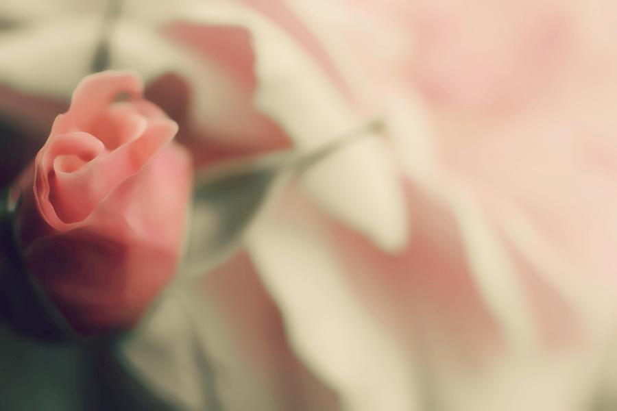 Youthful Sweet Rose Photograph by The Art Of Marilyn Ridoutt-Greene