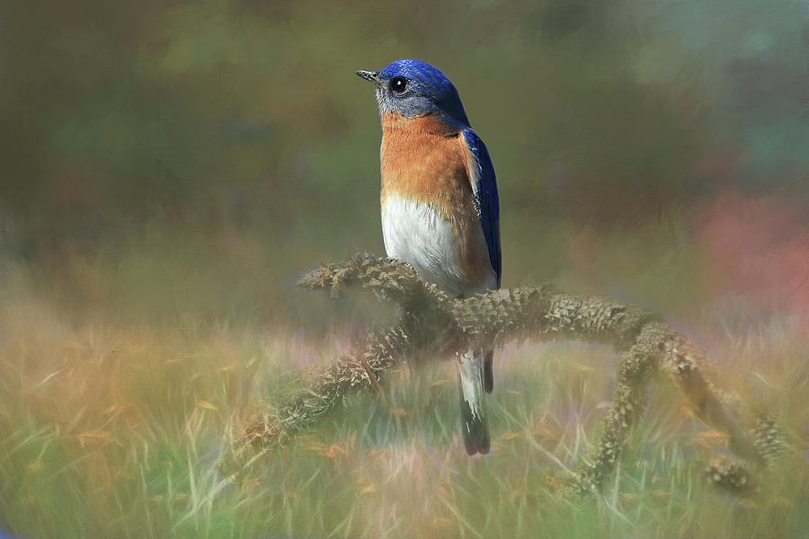 Bluebird Photograph - Youve Got Male by Donna Kennedy
