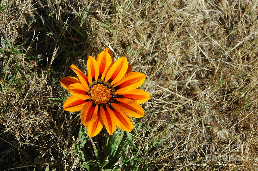 Yucaipa Flower Photograph