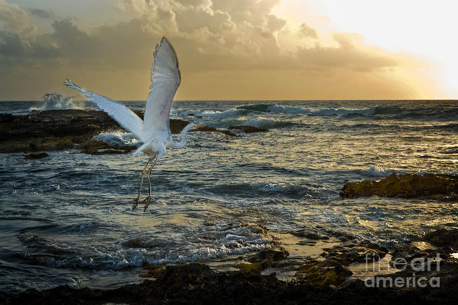 Yucatan Bird Of Prey Photograph by Gary Keesler
