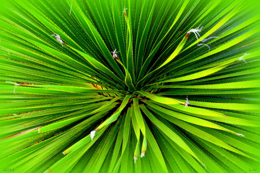 Yucca 2 Photograph by Lisa Wooten