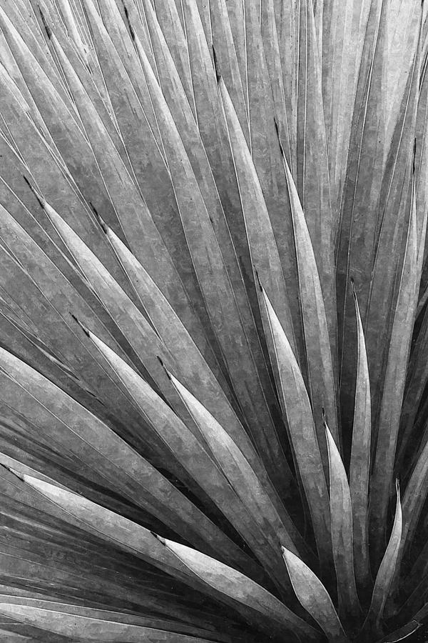 Yucca Abstract In Black And White Photograph