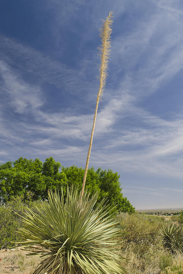 El Paso Photograph - Yucca and Blue Sky by Allen Sheffield