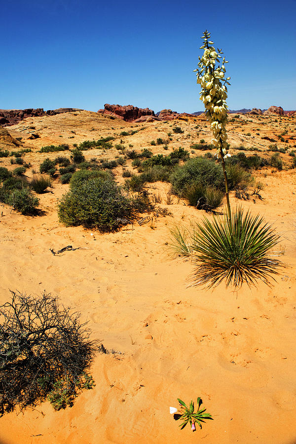 Yucca And Desert Primrose In The Valley Of Fire Photograph by Frank Wilson