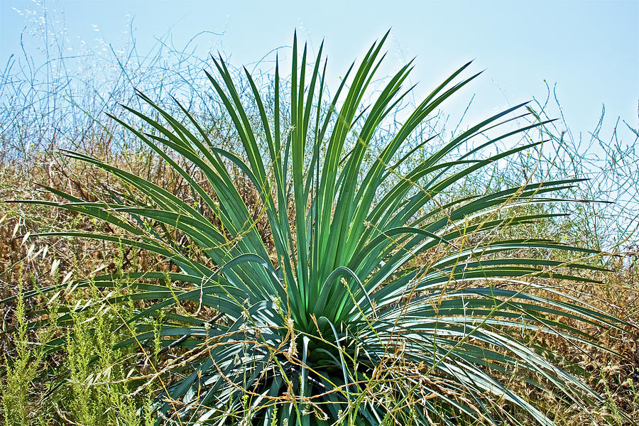 Yucca and Grasses along Mount Baldy Road, California Photograph by Ruth Hager