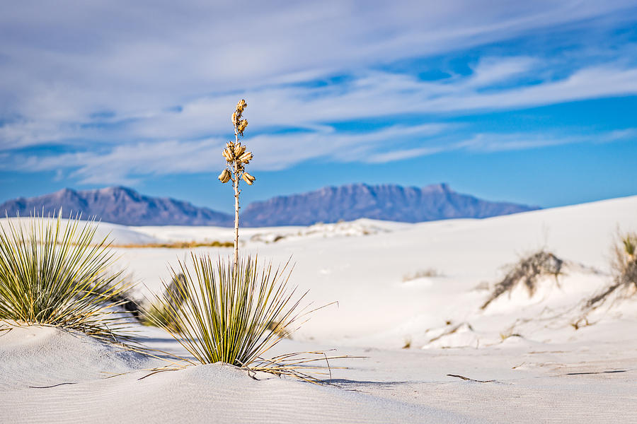 Yucca and Mountain - White Sands National Monument Photograph Photograph by Duane Miller