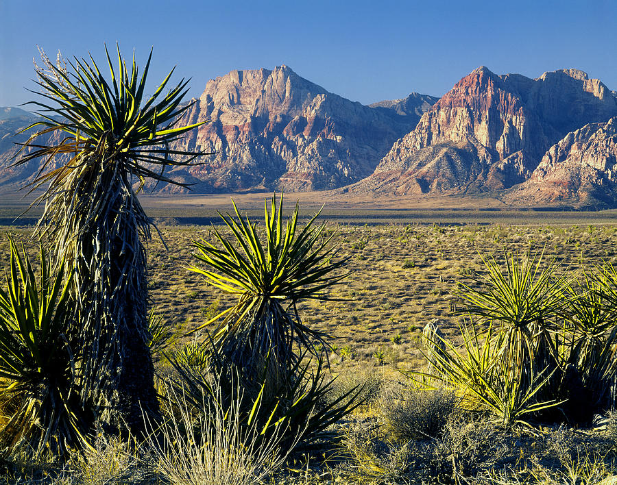 211702-Yucca and Rainbow Mountain, NV Photograph by Ed  Cooper Photography