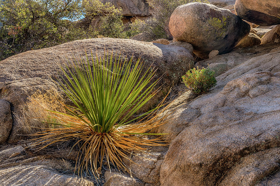 Yucca and Rocks Joshua Tree NP_7R2_DSC3884_17-01-19 Photograph by Greg Kluempers