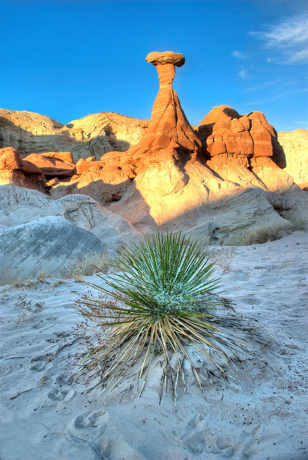Yucca And The Toadstool Photograph by David Andersen