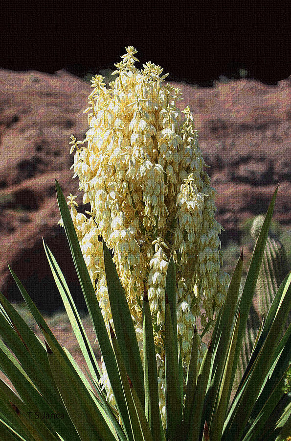 Yucca At Desert Botanical Gardens Phoenix Photograph by Tom Janca