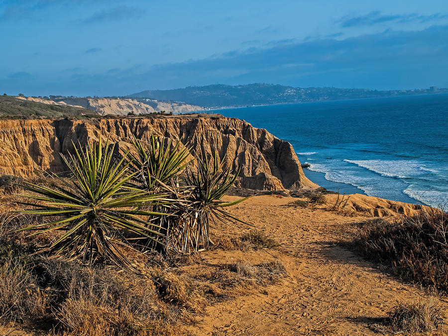Yucca at Torrey Pines Photograph by Alana Thrower