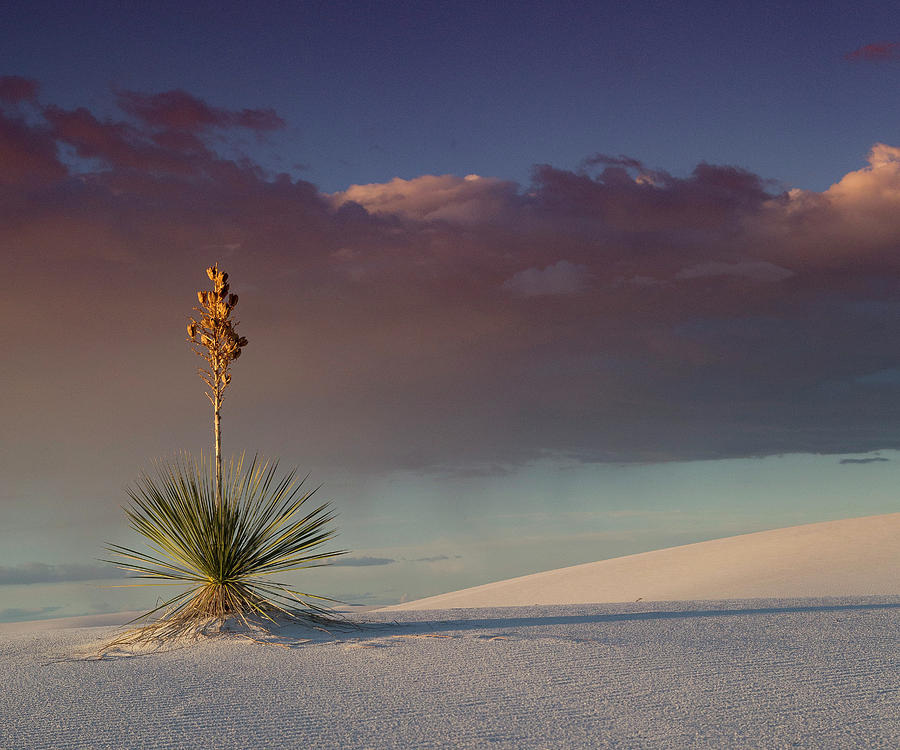 Yucca at White Sands Photograph by Bob Ayre - Fine Art America