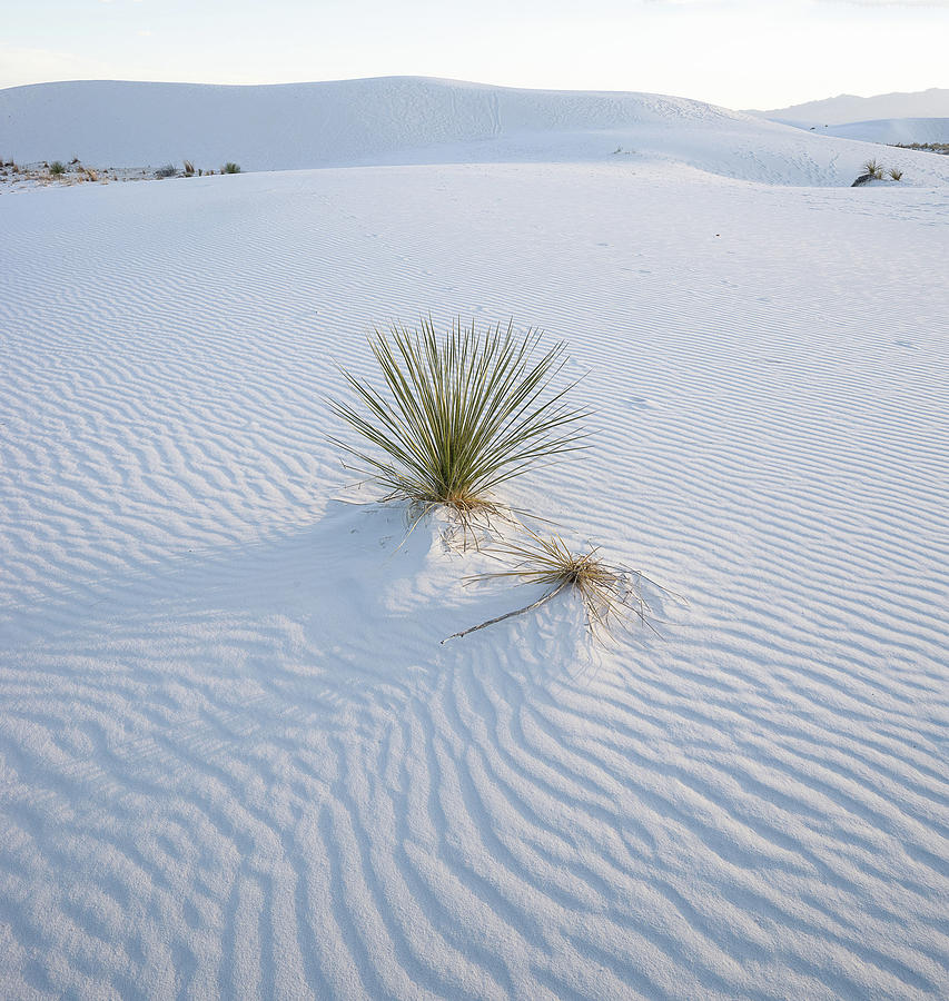 Yucca At White Sands Photograph By Tony Roberts - Pixels