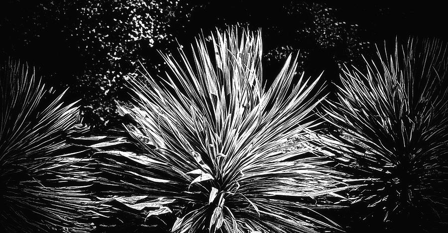 Yucca Black and White Photograph by Joseph Hollingsworth