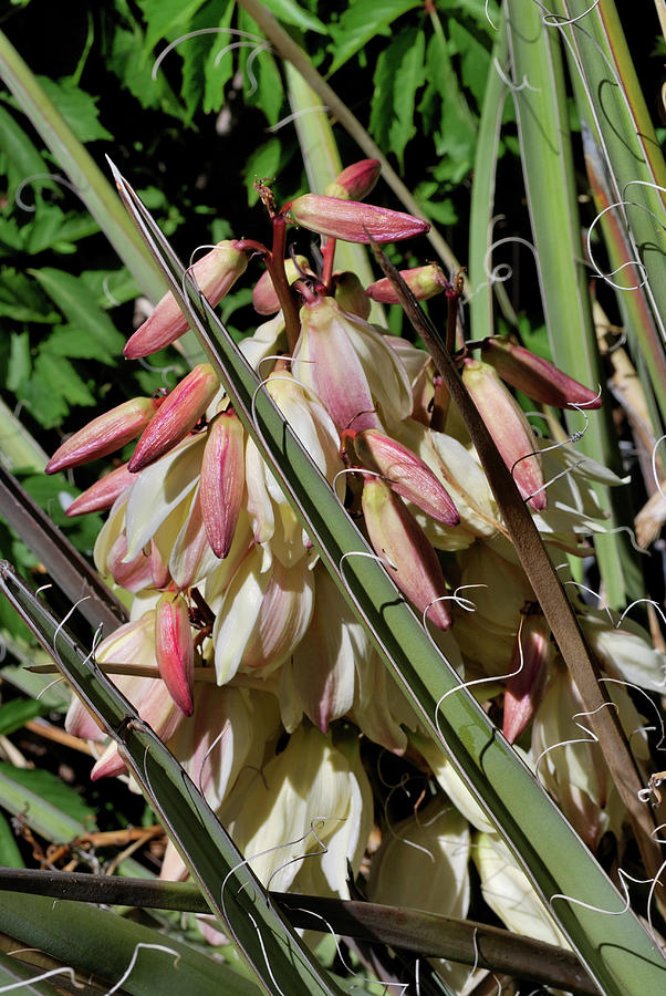 Yucca Bloom I Photograph by Ron Cline