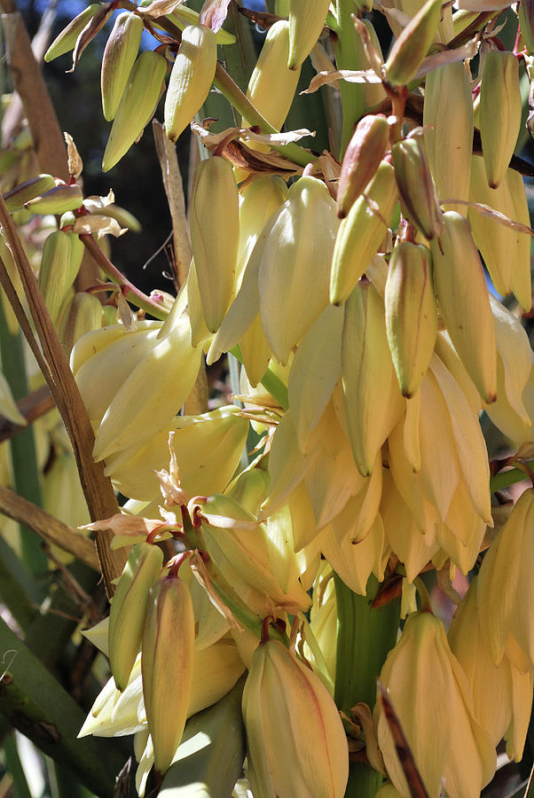 Yucca Bloom II Photograph by Ron Cline