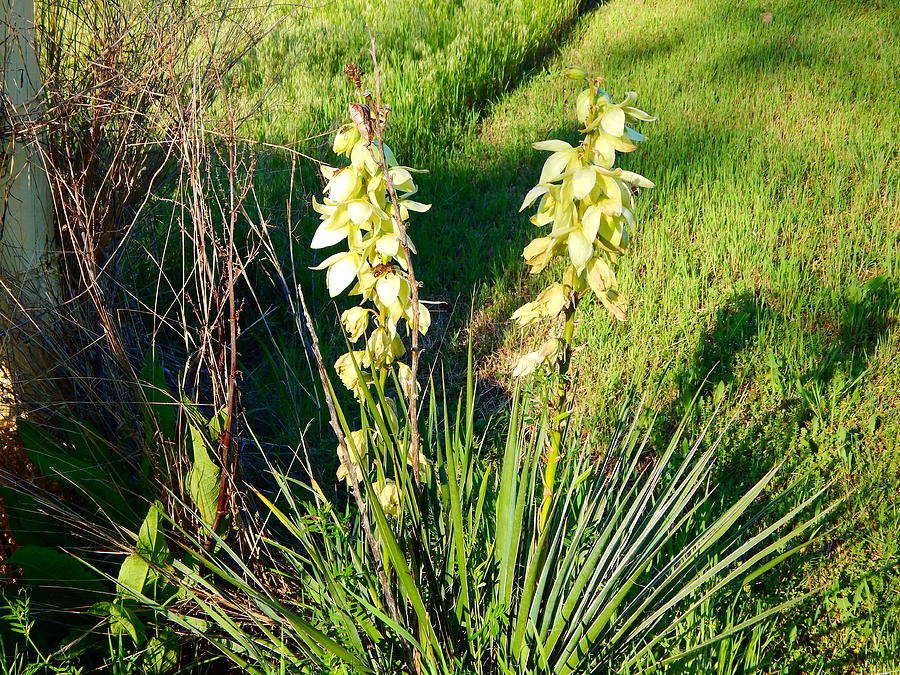 Yucca Blooming Photograph by Virginia White