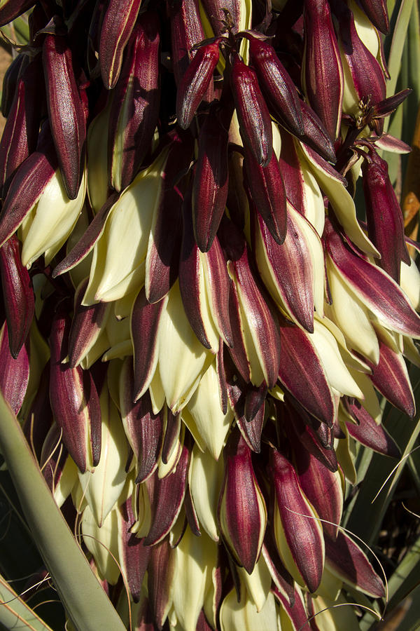 Yucca Blooms Photograph by Bonnie Follett