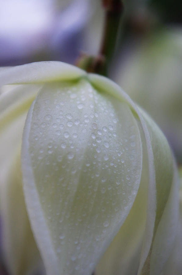 Yucca Blossom Photograph by Adria Trail
