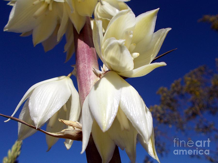 Yucca Blossom Photograph by Jerry Bokowski