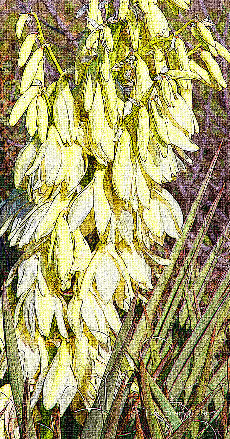 Yucca Blossoms Late Winter In Arizona Photograph by Tom Janca