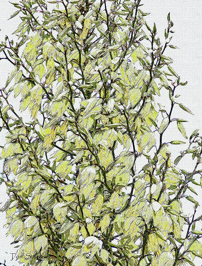 Yucca Blossoms Digital Art by Tom Janca